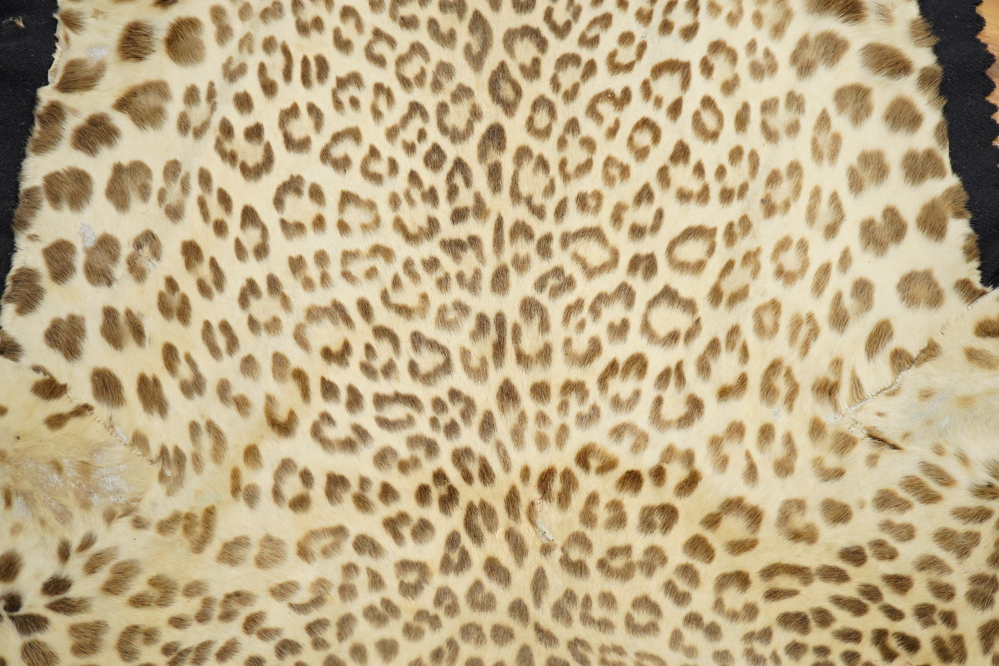 Van Ingham of Mysore. A leopard skin rug